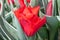 Tulip, Tulipa `Rob Verlindenâ€™ a GreigiiÂ tulip with red flowers and white lined leaves